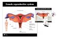 Female reproduction sytem jigsaw. Education resource.