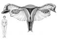 Female reproductive system. Education resource. Pencil.