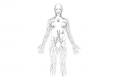Lymphatic system. Education resource. Pencil.