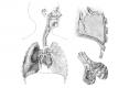 Heart, Lungs, respiratory system & Lung detail. Education resource. Pencil.