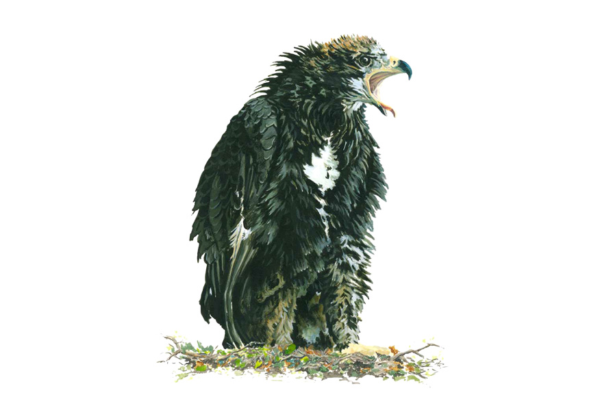 Young wedge-tail eagle. Acrylic on paper.