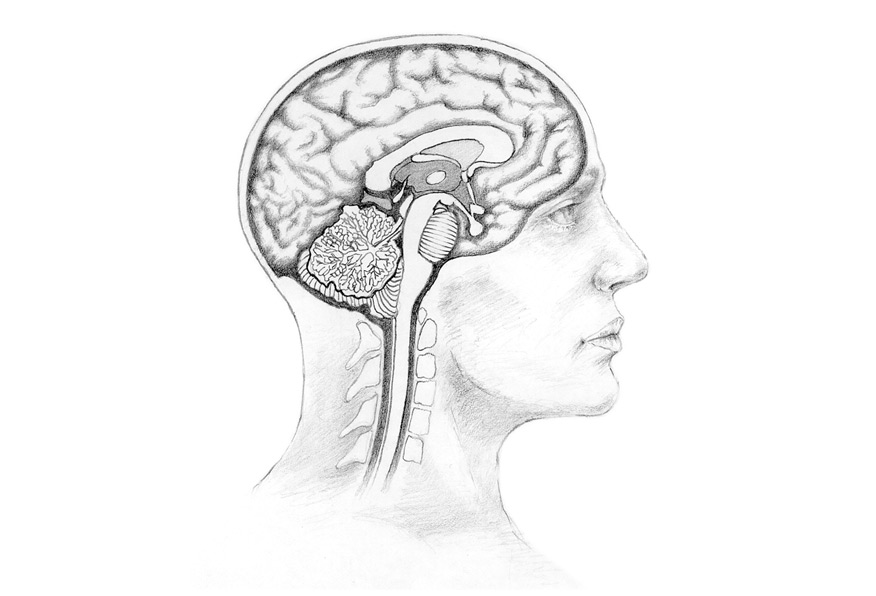 Brain anatomy. Education resource. Pencil.