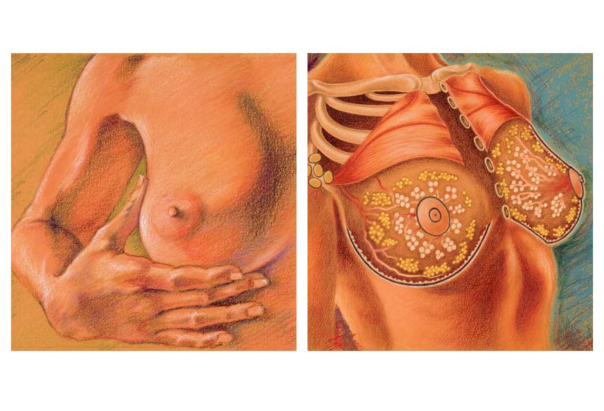 Breast anatomy for foreign language breast health education workshops. Colour pencil and pastel.