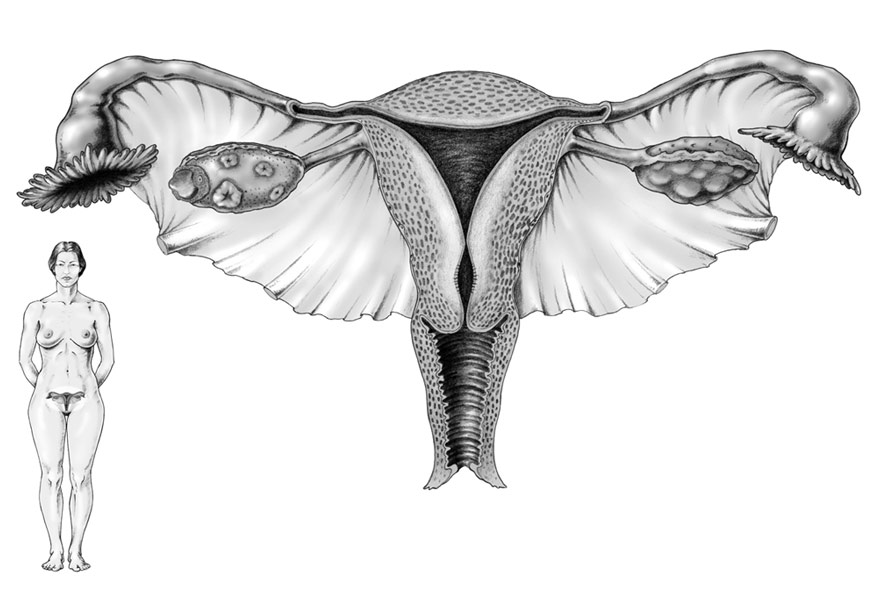 Female reproductive system. Education resource. Pencil.