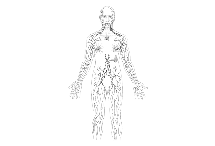 Lymphatic system. Education resource. Pencil.